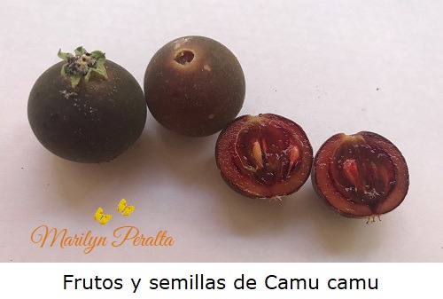 Frutos de camu camu