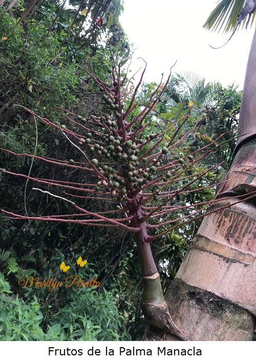 Frutos de la Palma Manacla