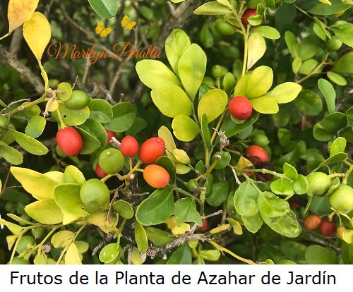 Frutos de la Planta de Azahar de Jardin