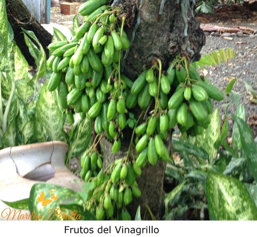 Frutos del Vinagrillo