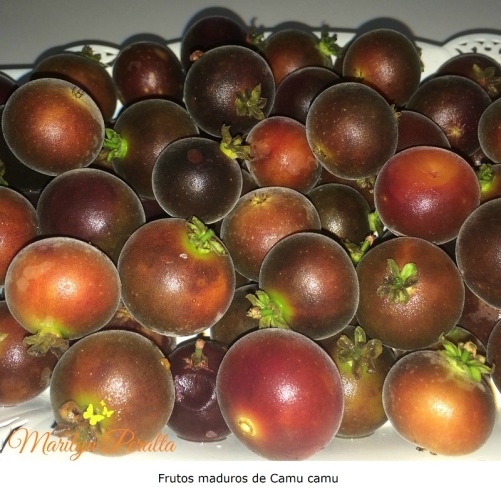 Frutos maduros de Camu camu