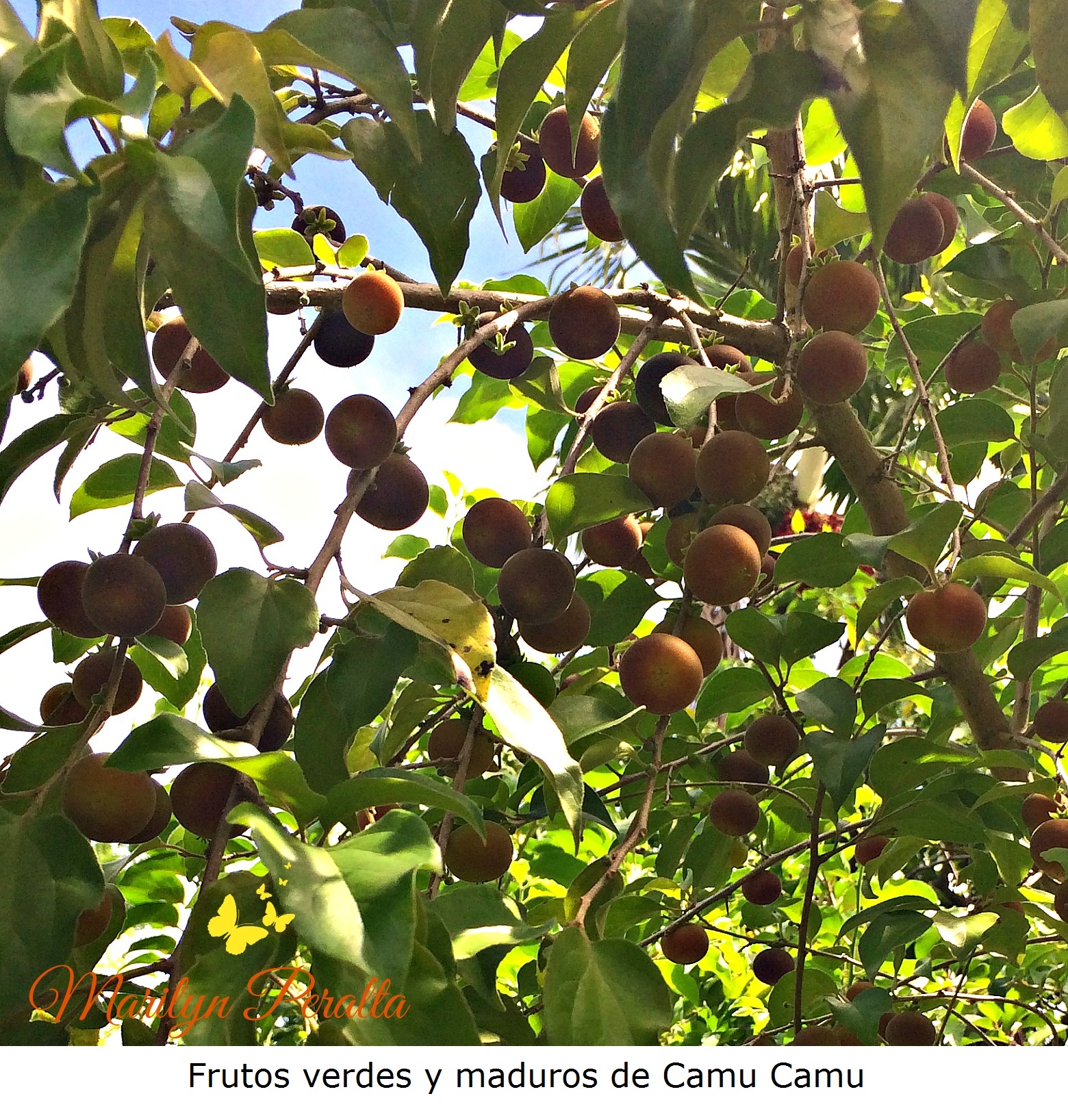frutos-verdes-y-maduros-de-camu-camu