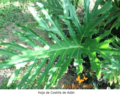 Hoja de Costilla de Adan 1