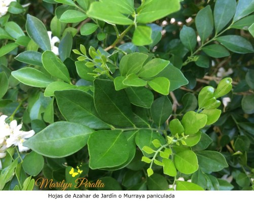 Hojas de Azahar de Jardín o Murraya paniculada