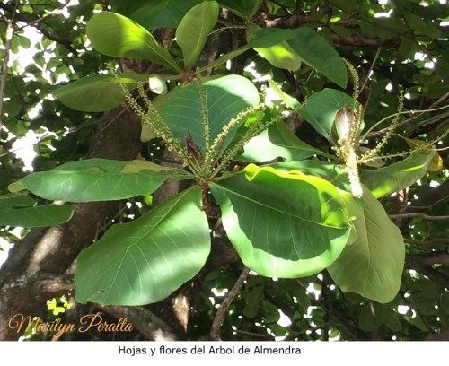 Hojas y flores del Arbol de Almendra