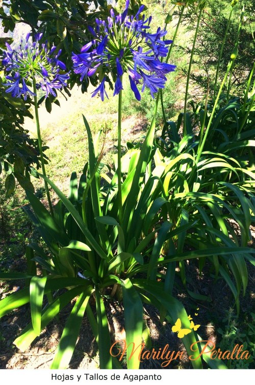Hojas y tallos florales del Agapanto