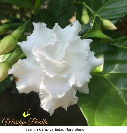 Jazmín Café, Tabernaemontana divaricada flore pleno