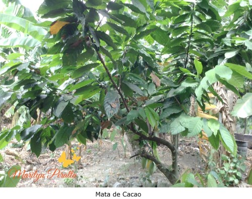 Mata de Cacao 2