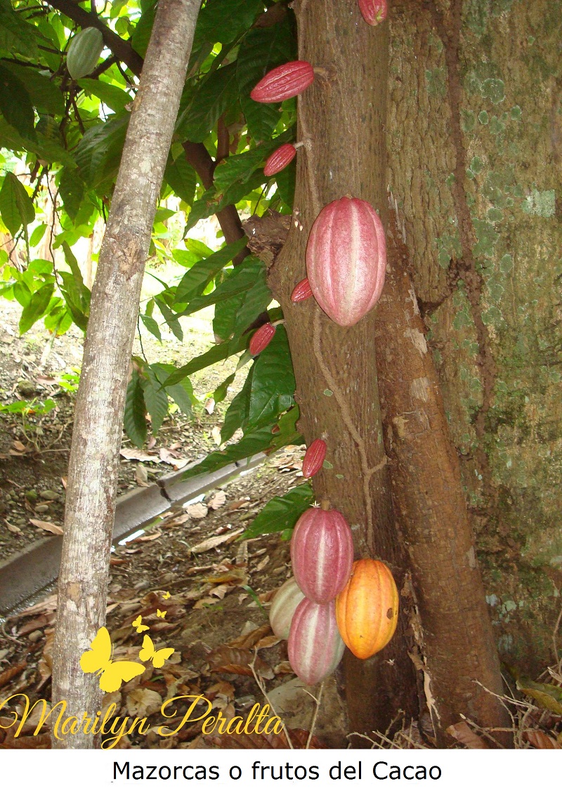 Mazorca de Cacao 2