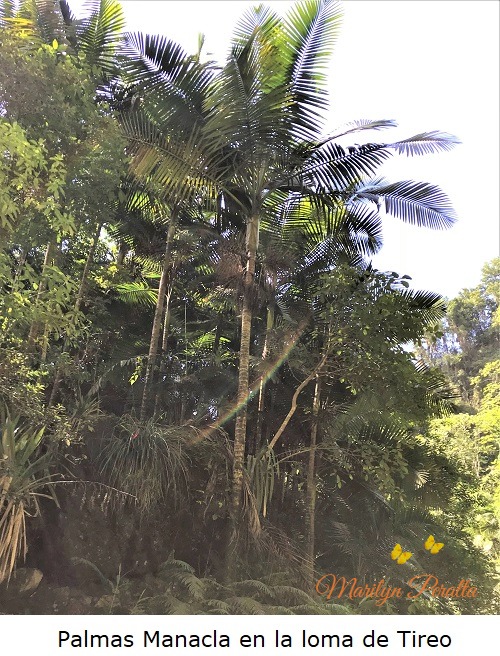 Palmas Manacla en la loma de Tireo