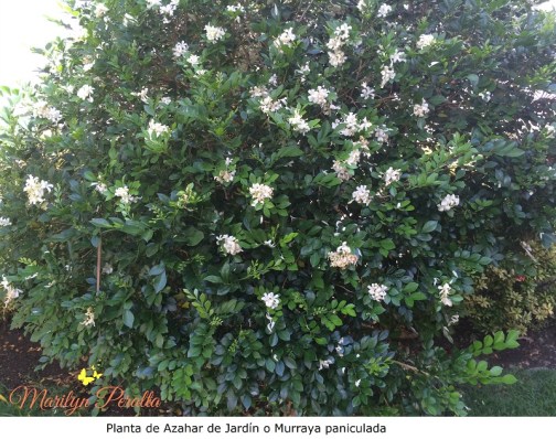 Planta de Azahar de Jardín o Murraya paniculada