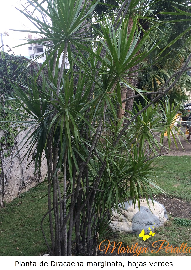 Planta de Dracaena marginata, hojas verdes