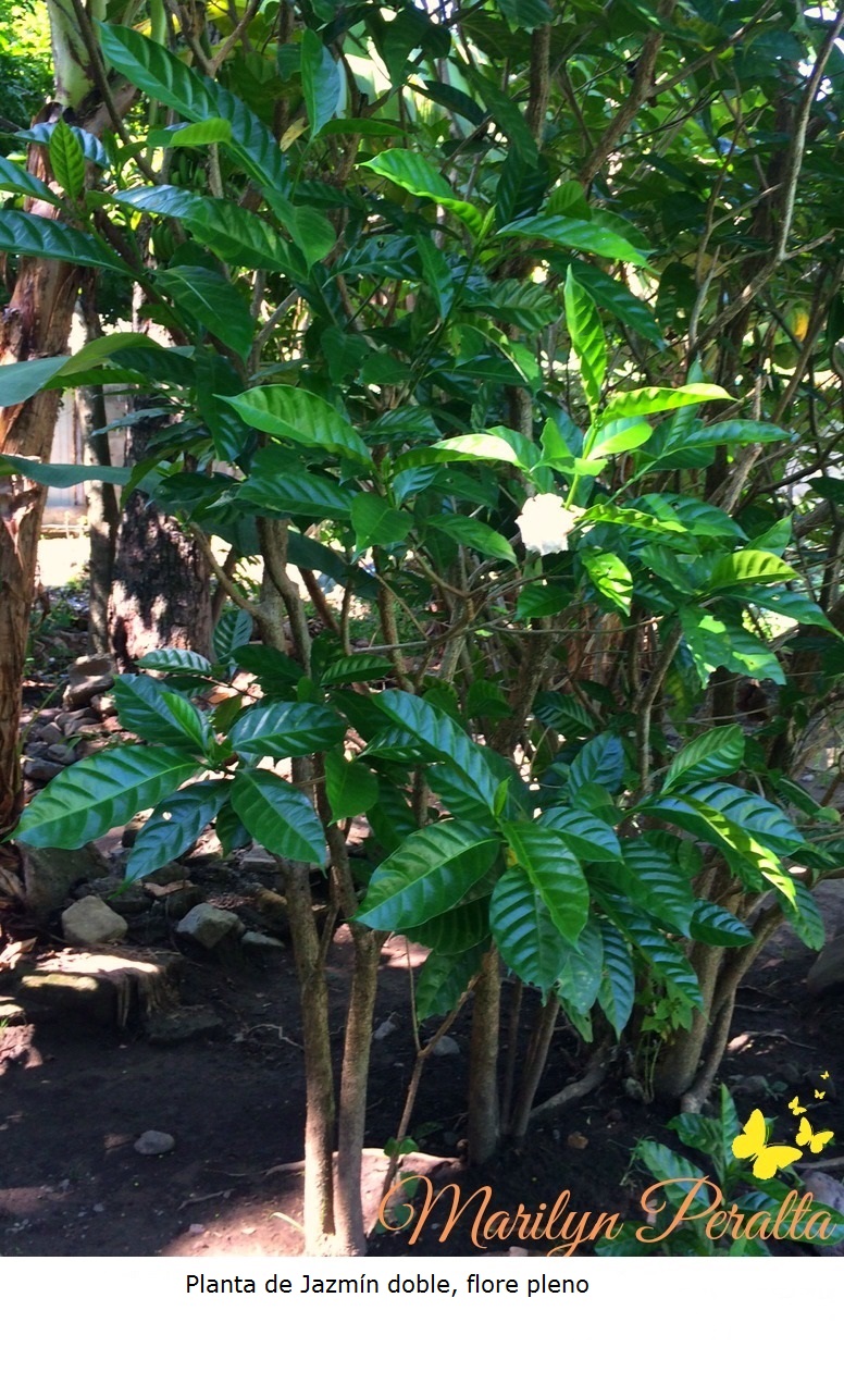 Planta de Jazmín café doble