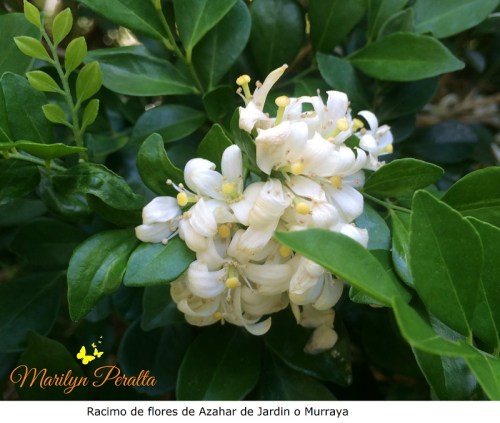 Racimo de flores de Azahar de Jardín o Murraya paniculada