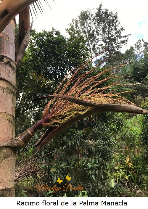 Racimo floral de la palma de Manacla