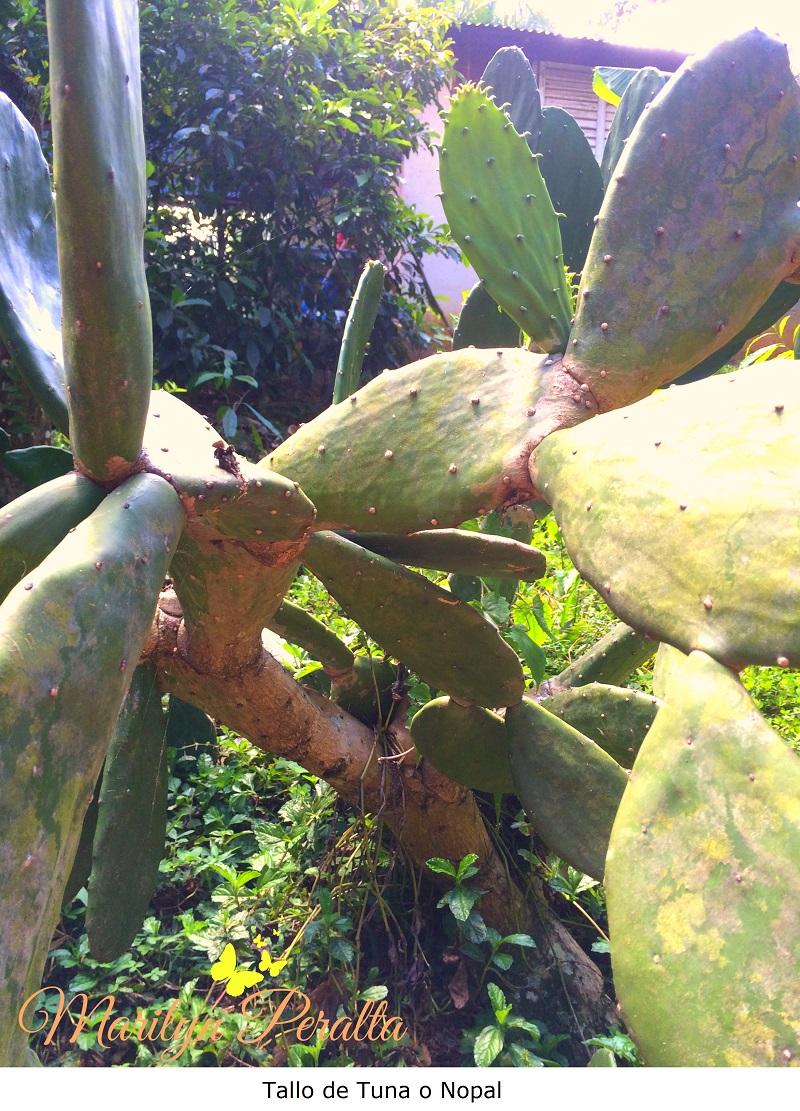 Tallo de Tuna o Nopal