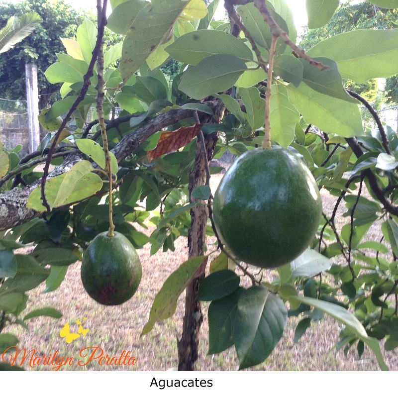 Aguacates