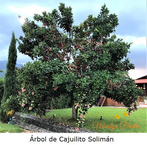 Arbol de Cajuilito Soliman