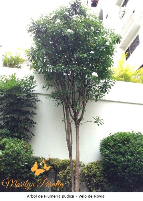 Arbol de Velo de novia 1