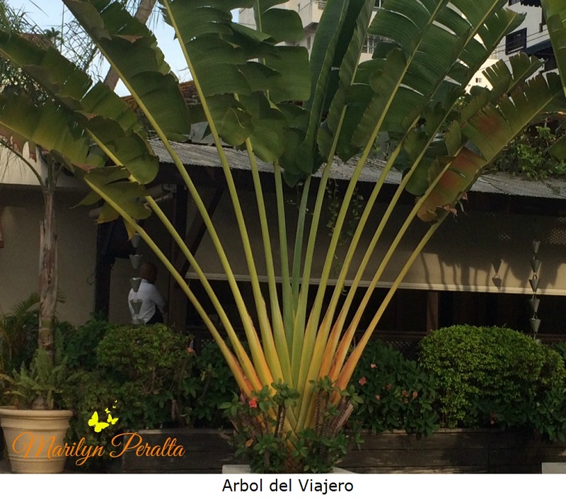 Arbol del Viajero  1