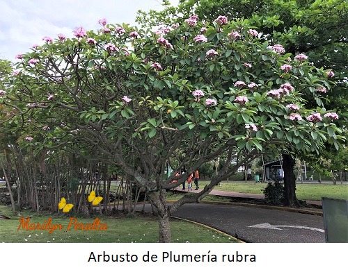 Arbusto de Plumería rubra
