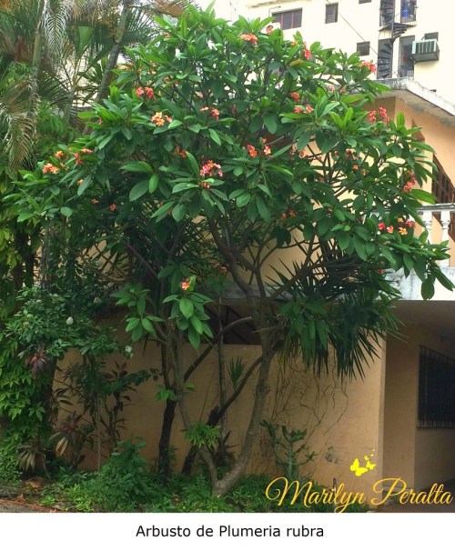 Arbusto de Plumeria rubra