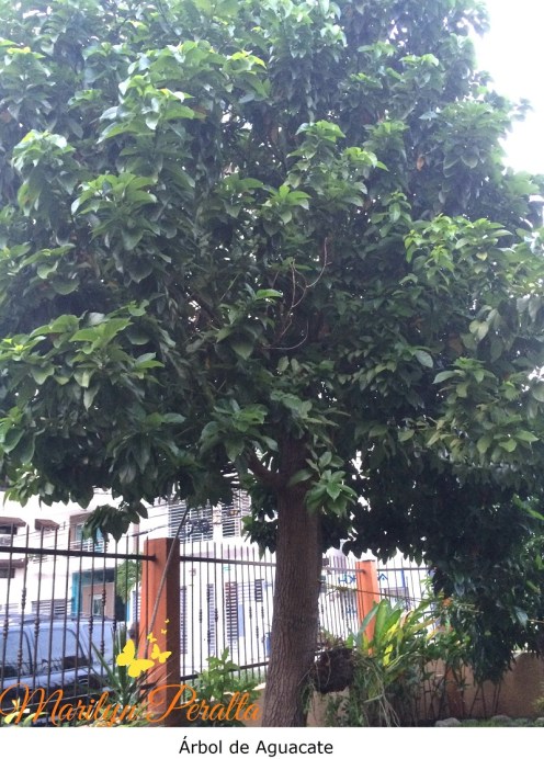 Árbol de Aguacate