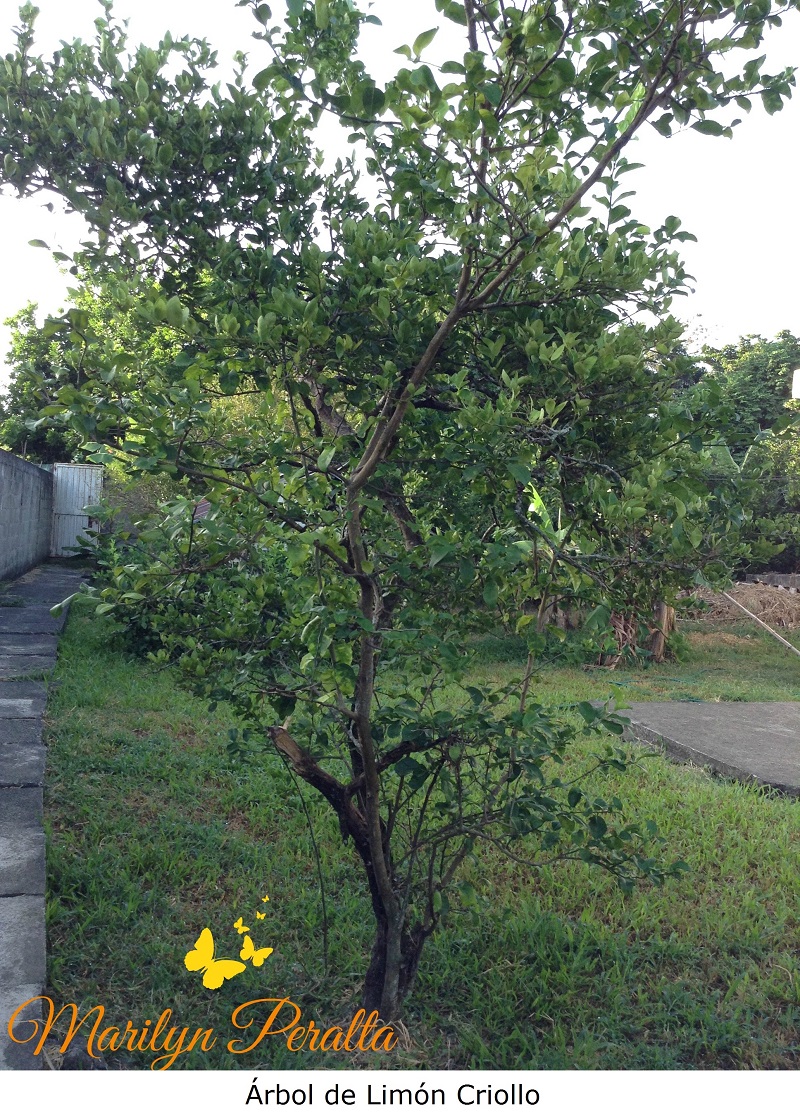 Árbol de Limón Criollo