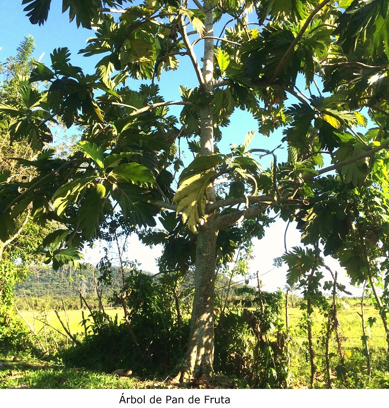 Árbol de Pan de Fruta