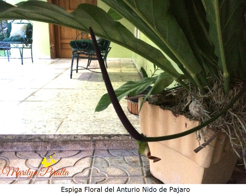 Espiga floral del Anturio Nido de Pajaro