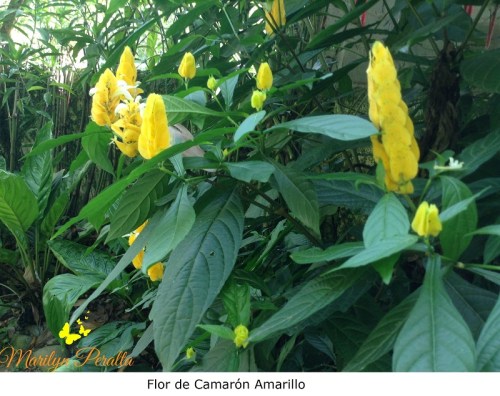 Flor de Camarón Amarillo
