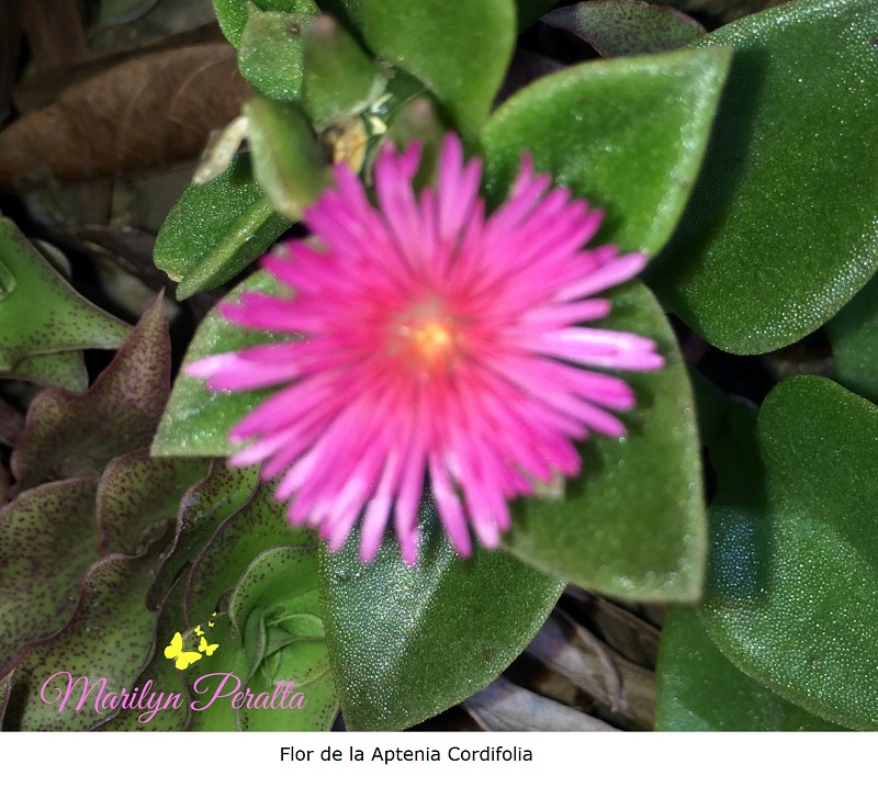 Flor de la Aptenia cordifolia