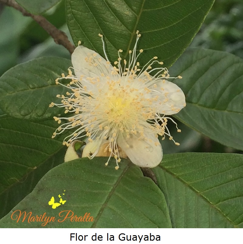Flor de la Guayaba
