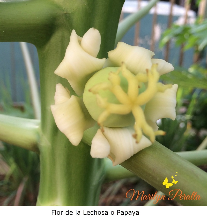 Flor de la Lechosa o Papaya