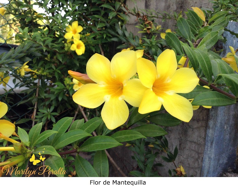 Flor de Mantequilla 2