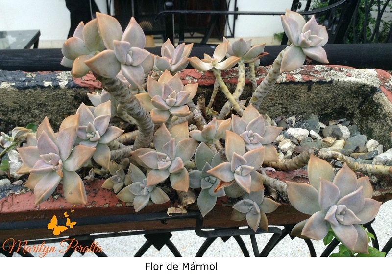 Flor de Mármol 1