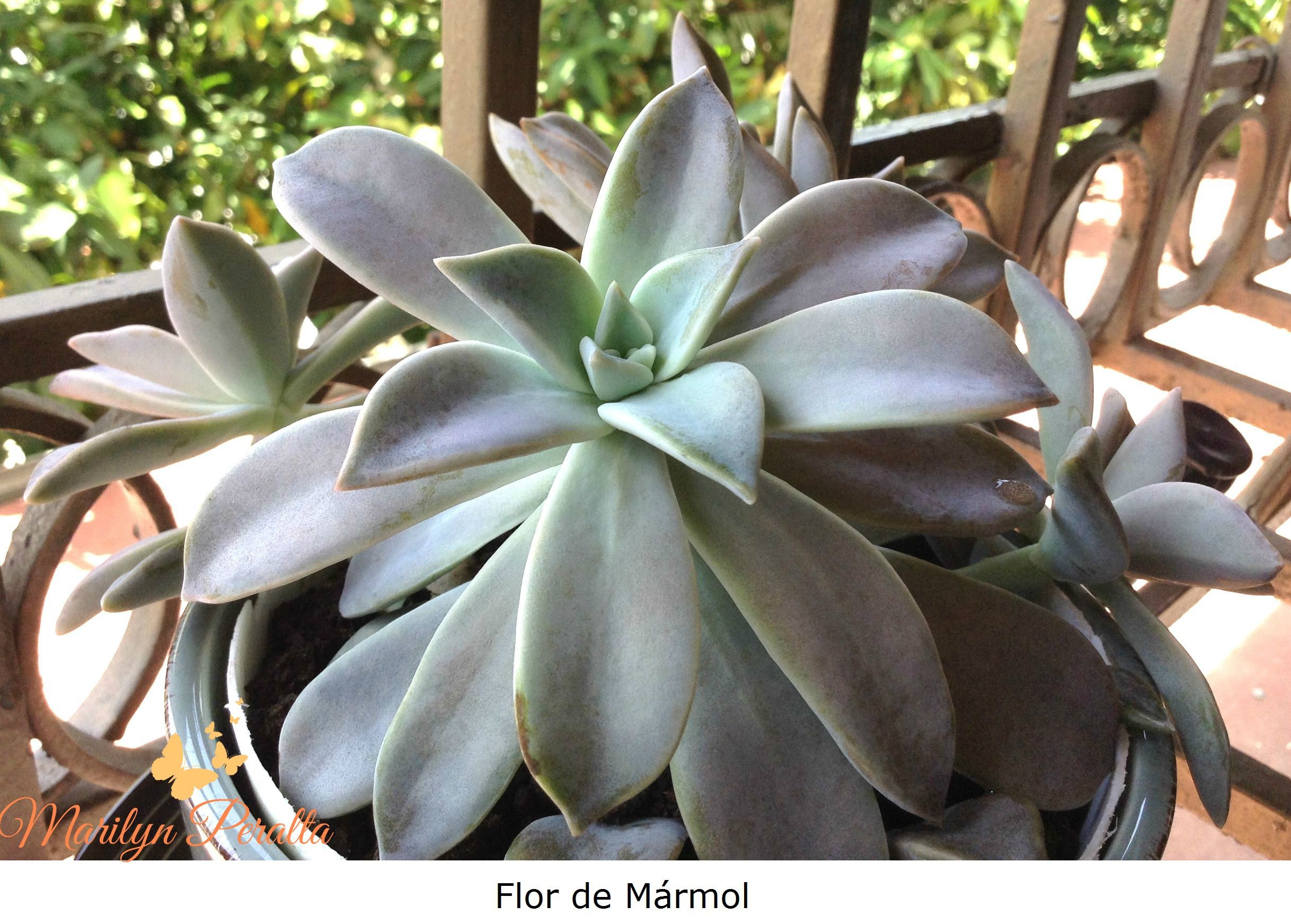 Flor de Mármol 2