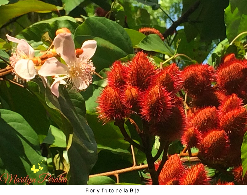 Flor y fruto de la Bija