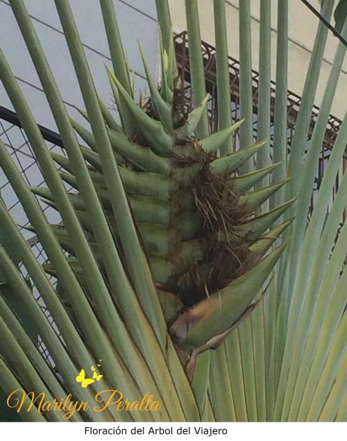 Floración del Arbol del Viajero