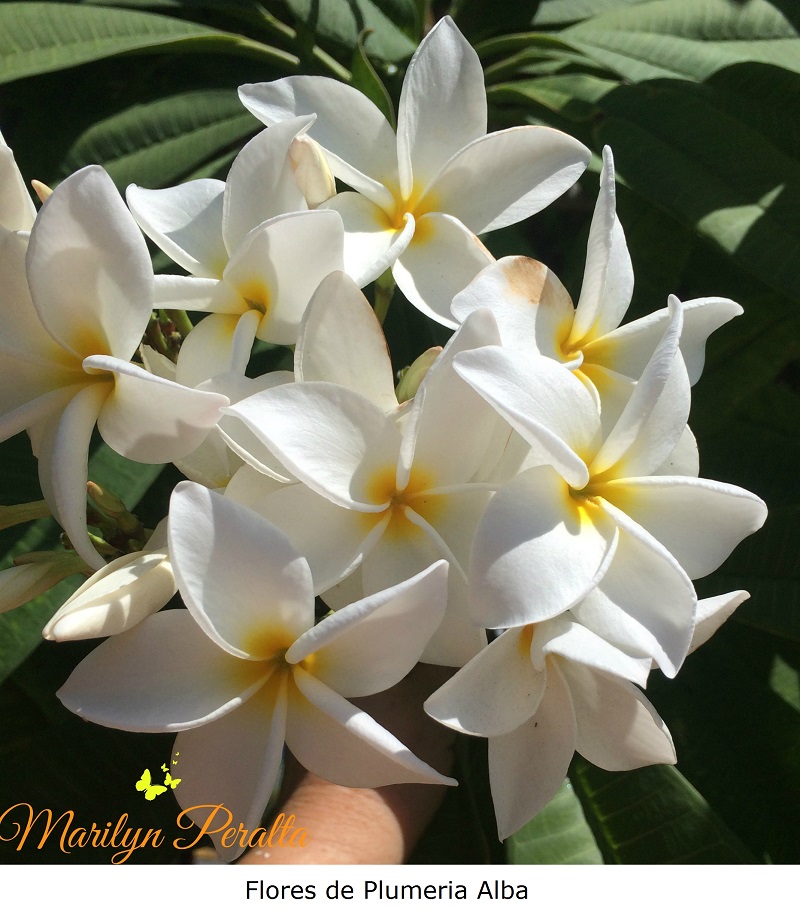 Flores de Plumeria alba