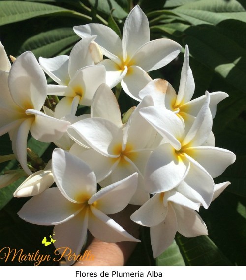 Flores de Plumeria alba