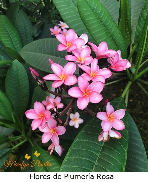 Flores de Plumeria rosa