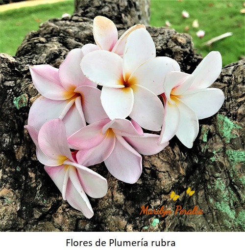 Flores de Plumeria rubra