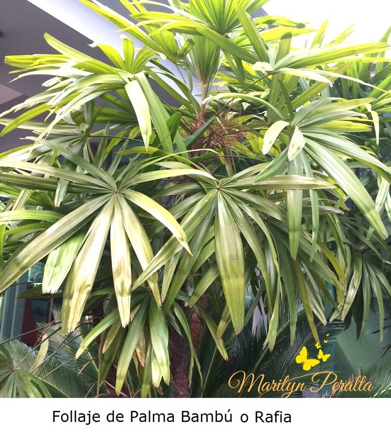 Follaje de Palma Bambu o Rafia