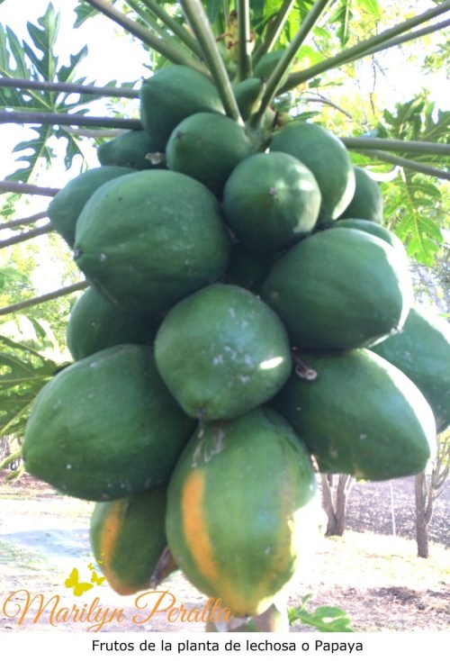 Fruto de la Lechosa o Papaya