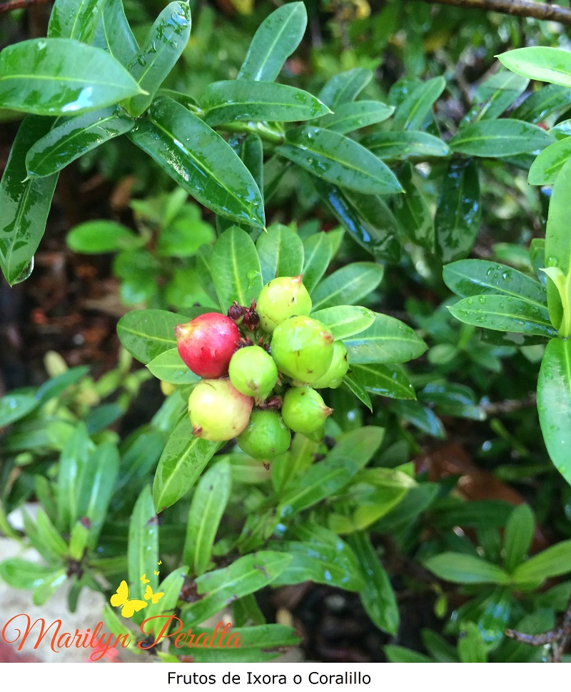 Frutos de Ixora o Coralillo