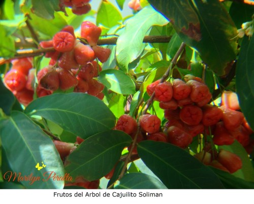 Frutos del arbol de Cajuilito soliman