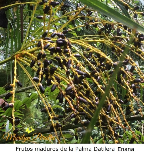 Frutos maduros  de la Palma Datilera Enana