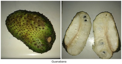 Guanabana