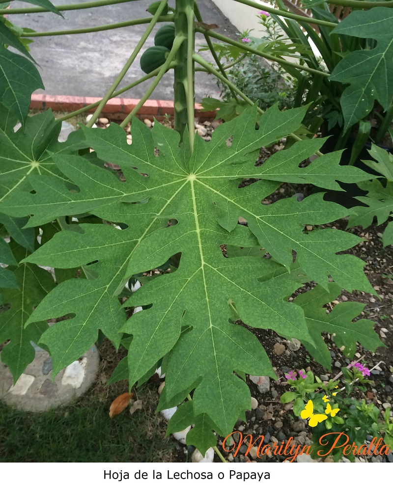 Hoja de la Lechosa o Papaya